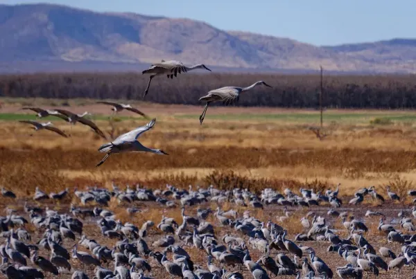 Whitewater Draw Wildlife Area